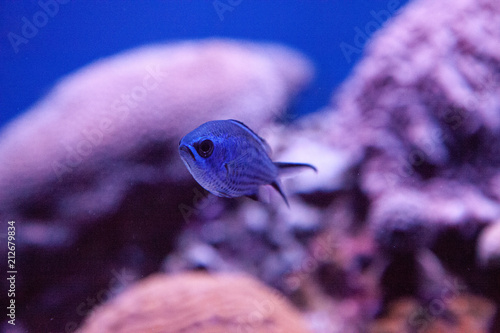 Blue reef chromis damselfish Chromis cyaneus photo