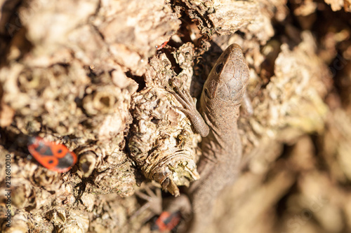 Brown lizard in autumn garden  