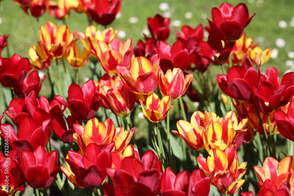 Un campo di tulipani colorati Un campo di tulipani colorati