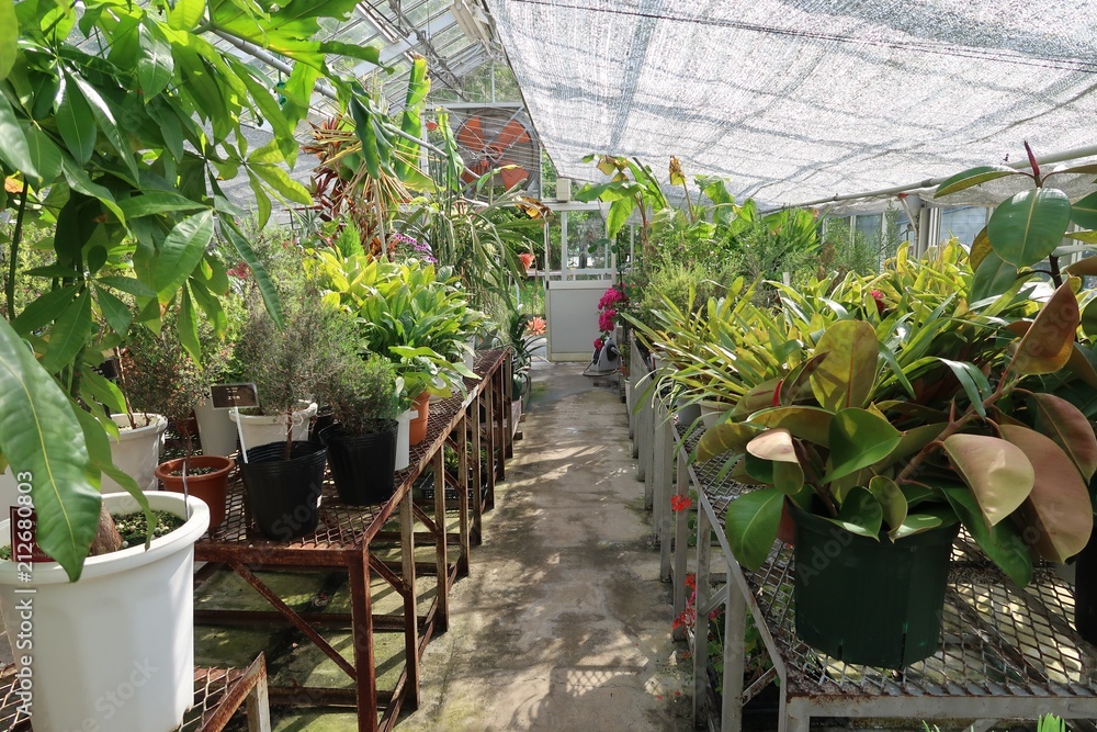 温室で育てられる観葉植物の苗 温室で育てられる観葉植物の苗