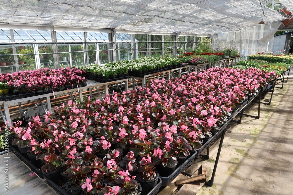 温室で育てられる観葉植物の苗 温室で育てられる観葉植物の苗