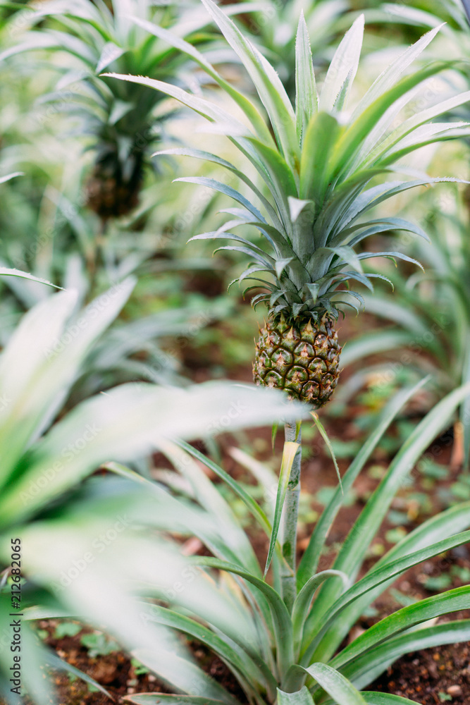 Many small growing pineapples. Natural background concept. Side-view. Many small growing pineapples. Natural background concept. Side-view.