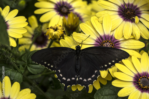 Pipevine Swallowtail Butterfly on yellow  and purple flowers photo
