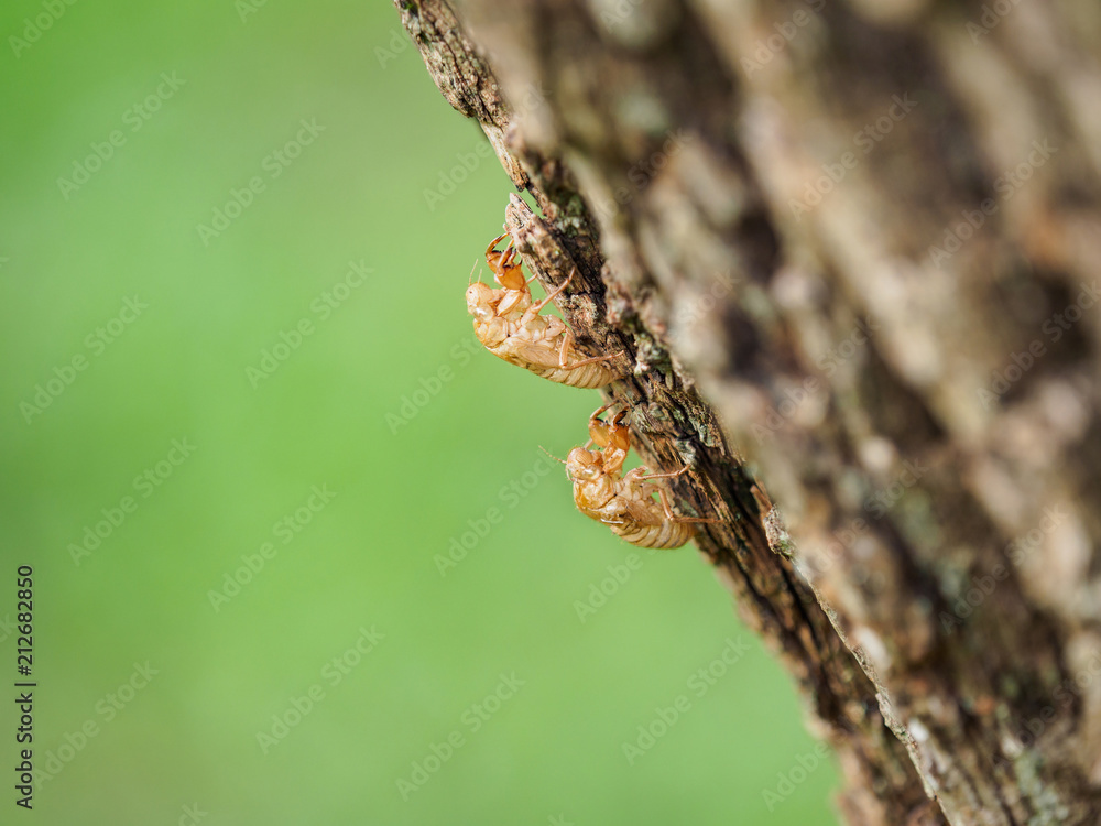 The full molting of cicada. Cicada slough on the tree, after slough off the cicada's shell. The full molting of cicada. Cicada slough on the tree, after slough off the cicada's shell.