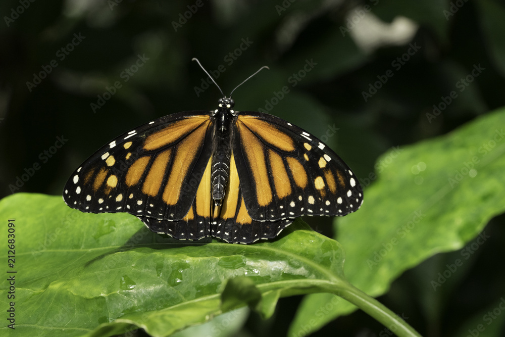 Obraz premium Monarch Butterfly on Green Foliage