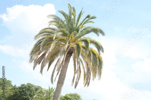 Wallpaper Mural palmier Torontodigital.ca