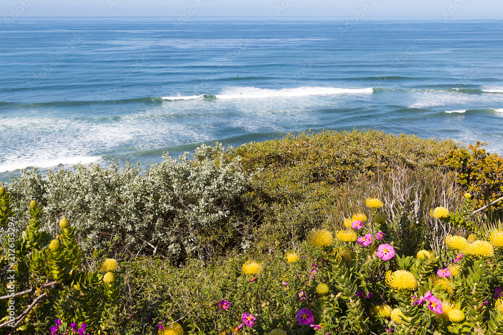 A hillside covered by colorful plants with the ocean and surfers in the background in San Diego, California.