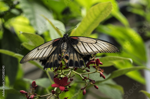 Female Asian Swallowtail Butterfly on Cluter of Red Flowers photo