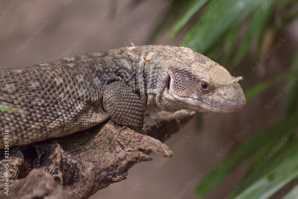 Obraz premium The Mexican beaded lizard is a venomous beaded lizards found principally in Mexico and southern Guatemala. It has an overt venom delivery system.