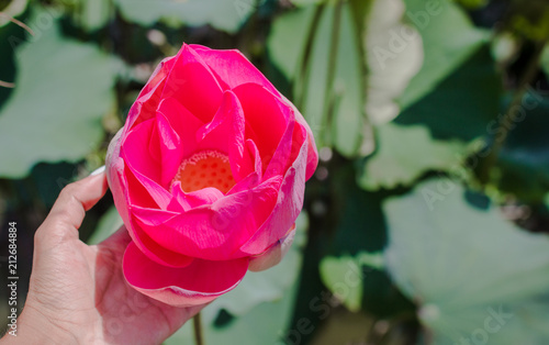 This beautiful waterlily or lotus flower is complimented by the rich colors. The female hand holds a flower photo