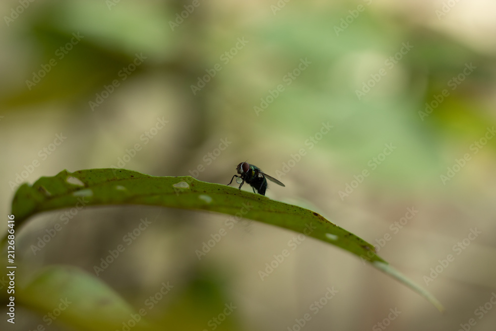 Green flies are sucking the water on the leaves. Green flies are sucking the water on the leaves.