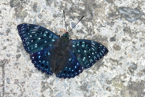 Butterfly from the Taiwan (Dichorragia nesimachus formosanus)Meteor butterfly  photo