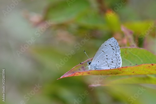 Wallpaper Mural Butterfly from the Taiwan (Udara dilecta) Udara dilecta little butterfly Torontodigital.ca