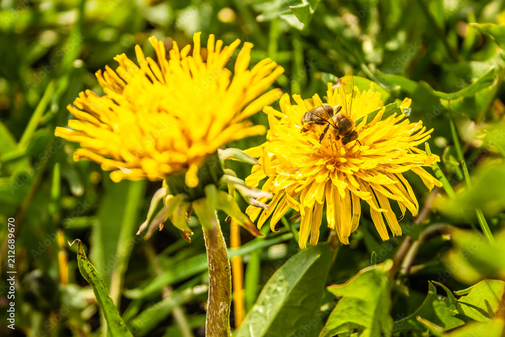 dandelion, bee, flower, summer, yellow, spring, sun, nature, macro dandelion, bee, flower, summer, yellow, spring, sun, nature, macro