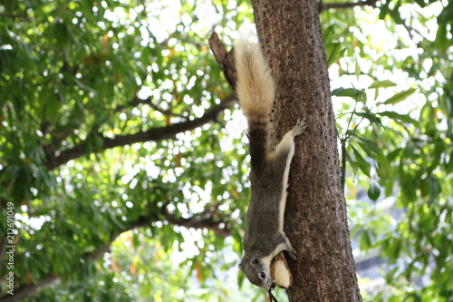 a cute squirrel enjoy eating food on a tree