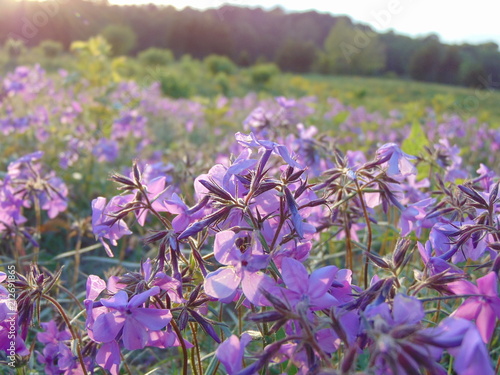 Wallpaper Mural Pasture of Flowers Torontodigital.ca