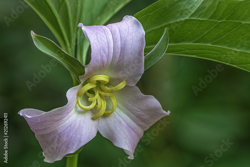 Catesby Trillium photo