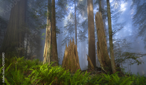 Dekoracja na wymiar  del-norte-redwoods-are-coastal-forests-in-northern-california