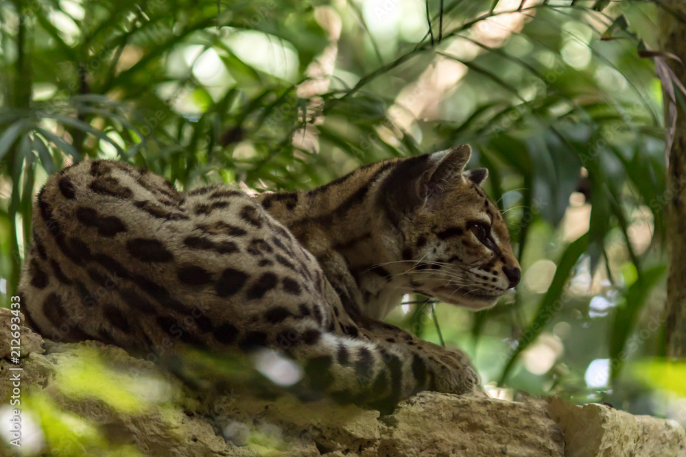 Obraz premium The ocelot is a wild cat native to the southwestern United States, Mexico, Central and South America. Its fur was once regarded as particularly valuable, but legal trade of its fur ceased decades ago.