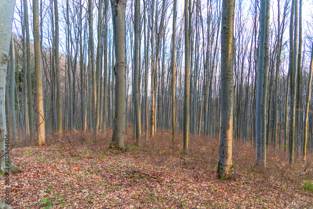 Obraz premium Forest trees