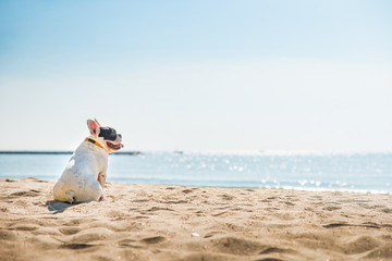 Portrait of french bulldog on the beach