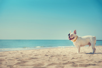 Portrait of french bulldog on the beach