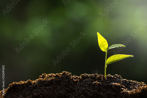 Canvas-taulu The seedling are growing from the rich soil to the morning sunlight