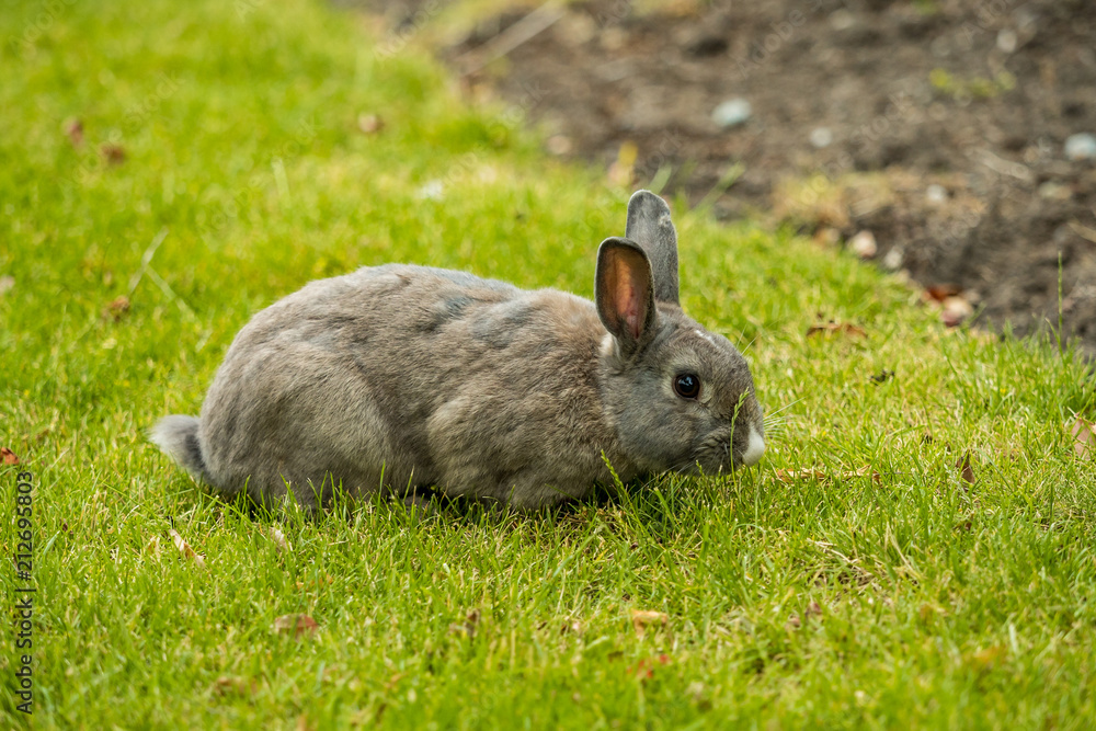 side portrait of grey rabbit eating on the green grassy field side portrait of grey rabbit eating on the green grassy field