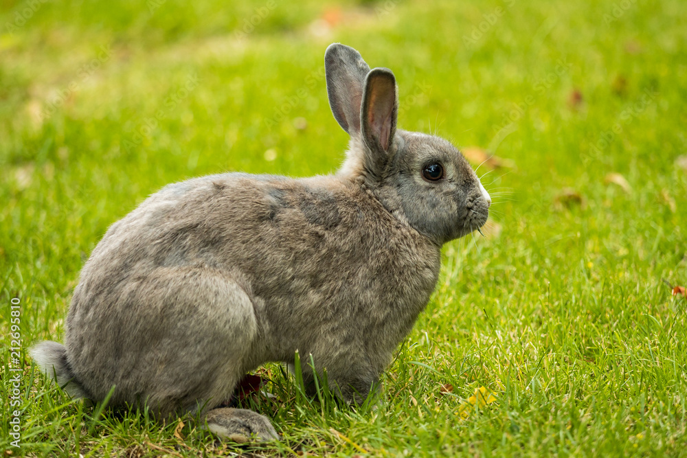 side portrait of grey rabbit sitting on the green grassy field side portrait of grey rabbit sitting on the green grassy field
