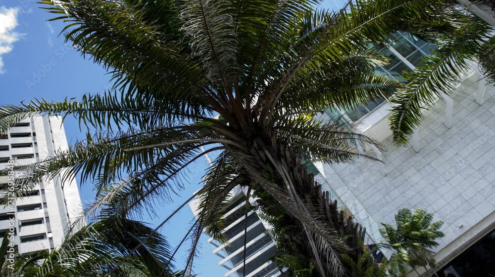 Fototapeta premium palm tree in front of a building
