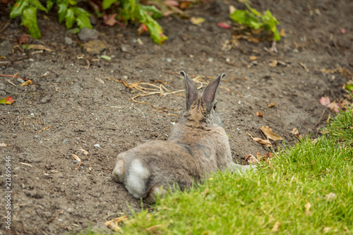 grey rabbit laying on the hold it just dig and having a nap