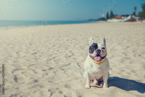 Fototapeta Naklejka Na Ścianę i Meble -  Portrait of french bulldog on the beach