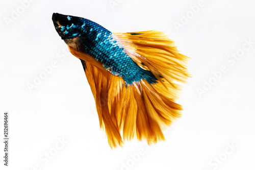 Fighting fish photo