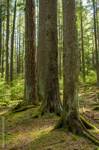 a group of tall trees lined up together in the forest