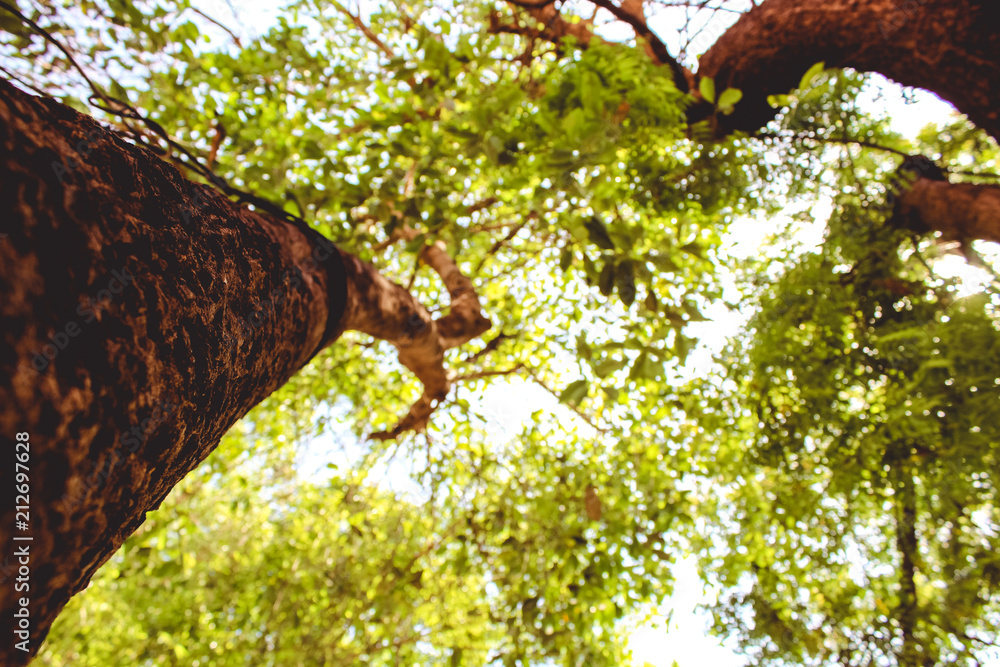Fototapeta premium Tree