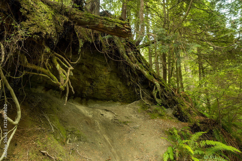 slope face with exposed tree roots system in the forest