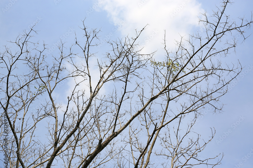 Leafless trees against the cloudy sky. Leafless trees against the cloudy sky.