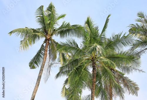 Coconut tree over blue sky.  