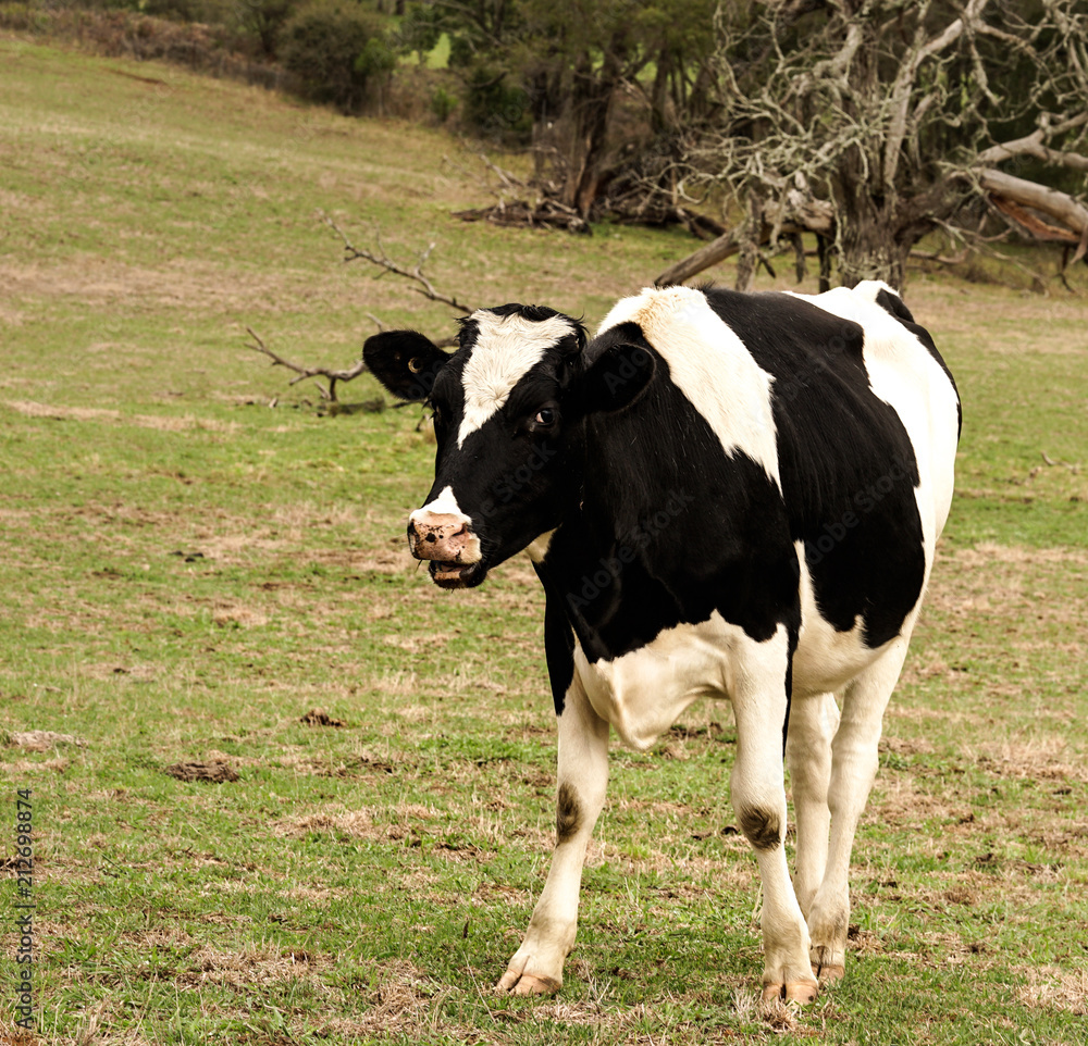 Cow in green field