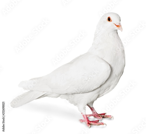 White Dove