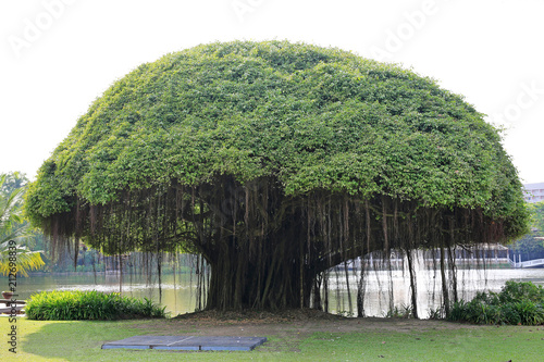 Big Banyan tree near the lake. photo