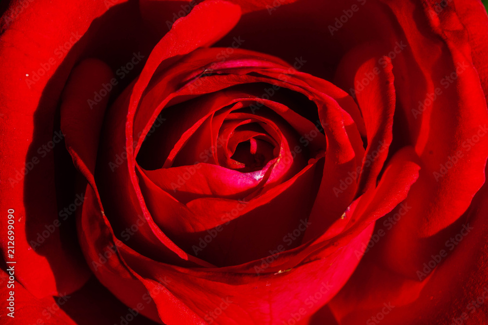 rose, screensaver, background, macro rose, screensaver, background, macro