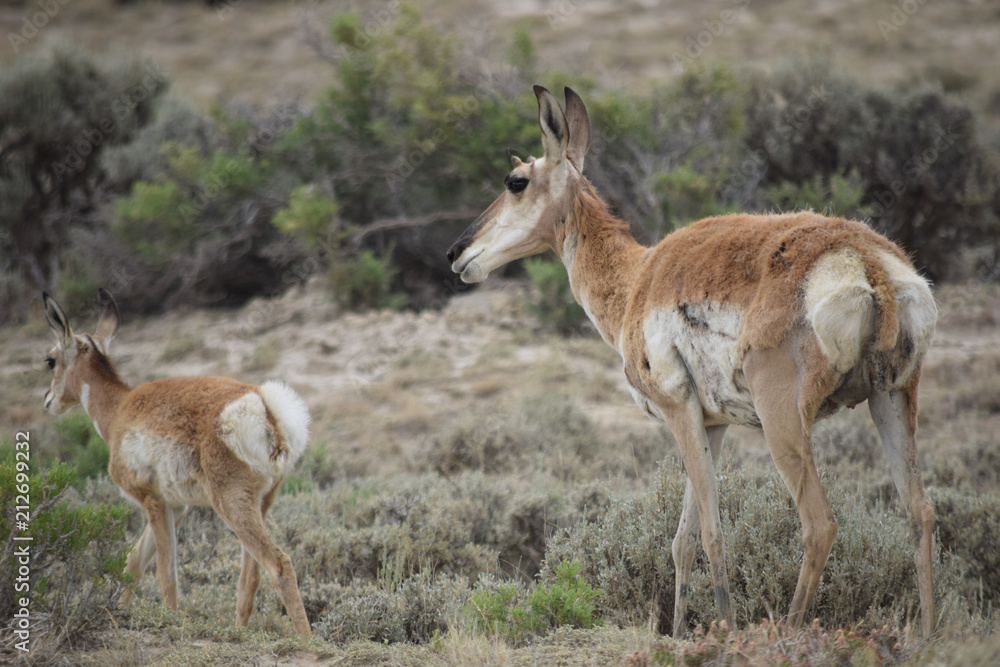 Fototapeta premium Wyoming Antelope