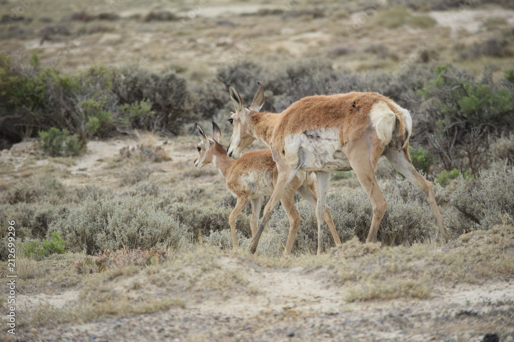 Fototapeta premium Wyoming Antelope