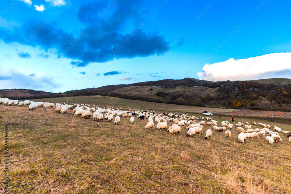 Sheeps on the hill 