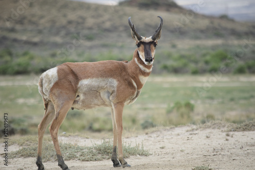 Wyoming Antelope © Geno