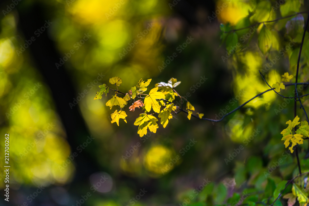Obraz premium leaves of tree in spring