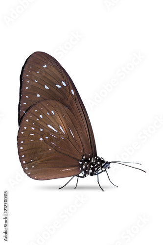 Striped Blue Crow (Euploea mulciber) butterfly photo