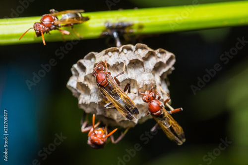 Close up of brown paper wasp photo