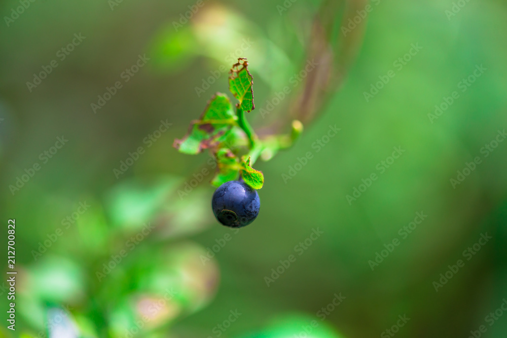 Wild blueberries in the forest Wild blueberries in the forest